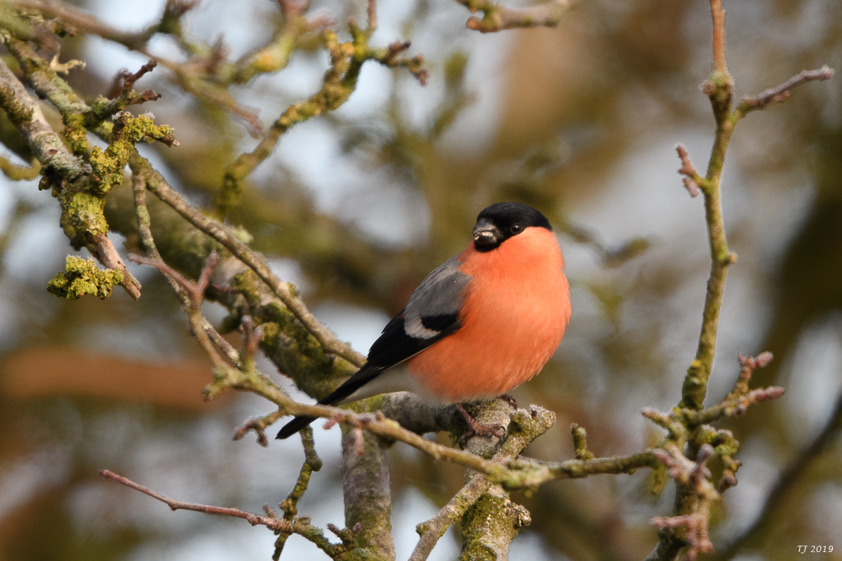 DSC_7063.jpg