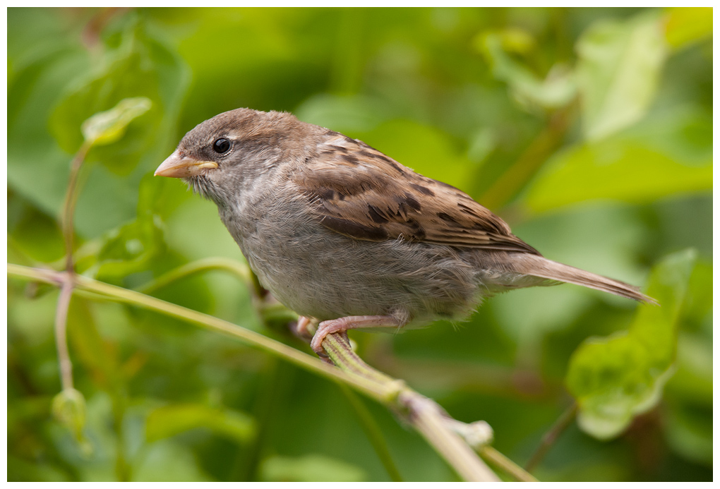 Jungspatz001.jpg