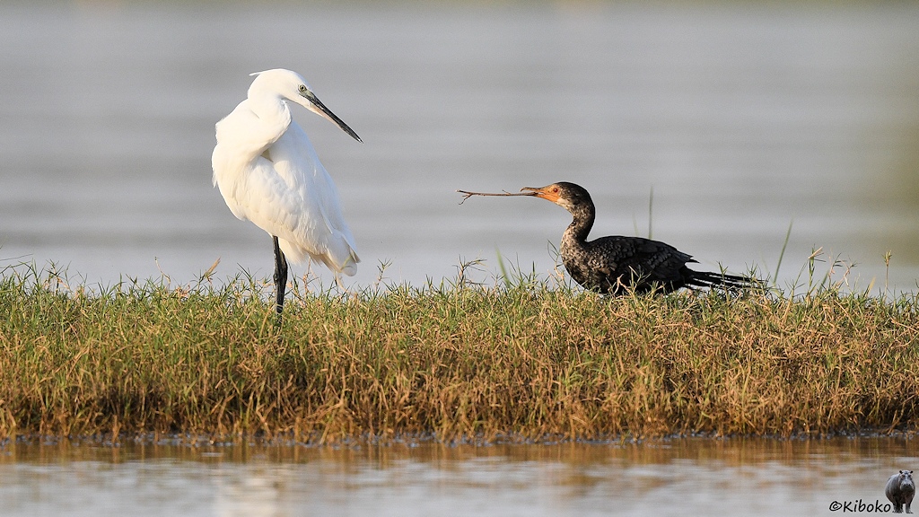 Das Bild zeigt zwei Vögel auf einer kleinen Insel im Fluss. Die Vögel schauen sich an. Links ist ein großer weißer Vogel mit langem schwarzen Schnabel. Rechts ist ein kleinerer schwarzer Vogel mit gelbem Gesicht und einen langem, dünnen Stock im Schnabel.
