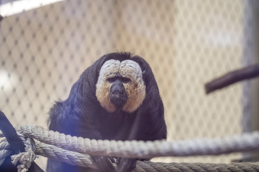 zoovienna24_16.jpg
