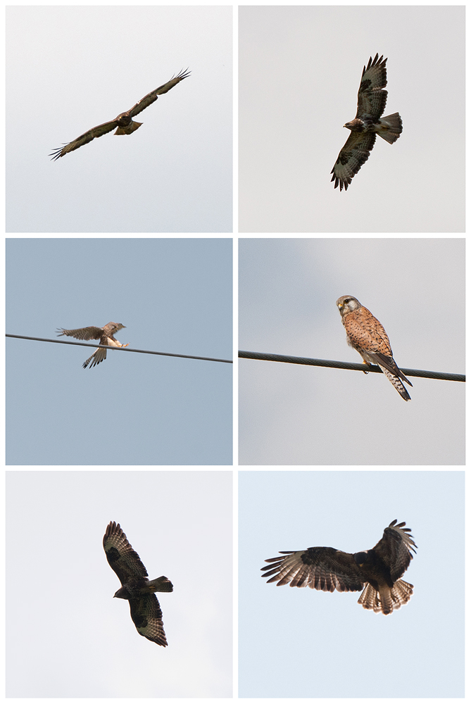 bussardfalke1000px.jpg