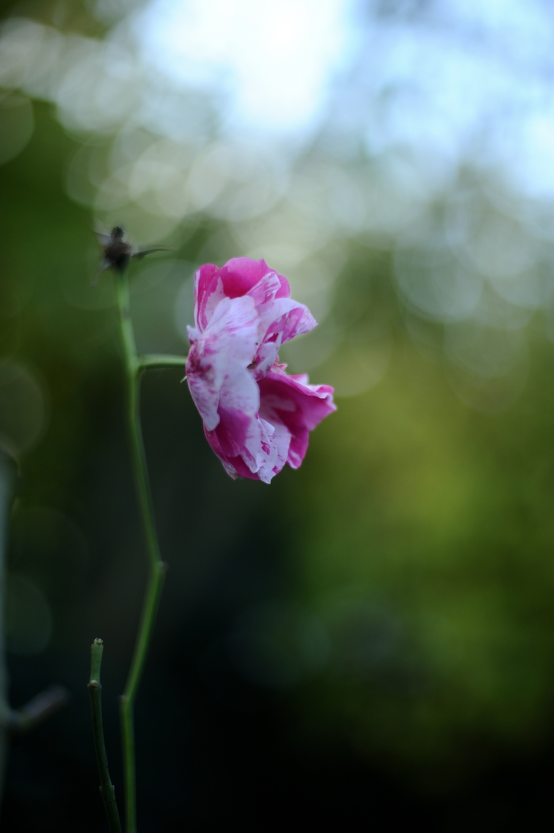 cK.R.-540DSC_5458.jpg