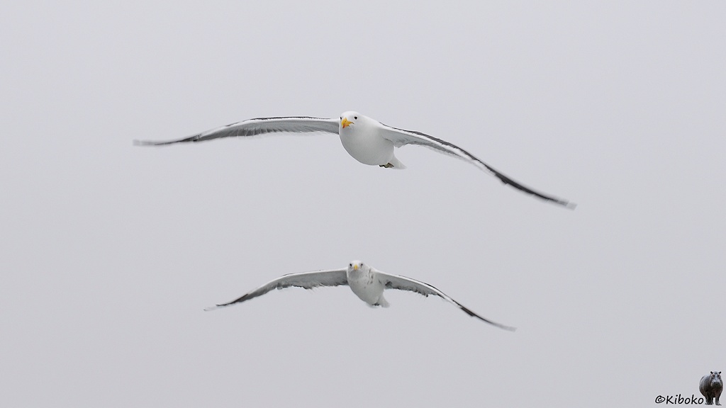 Zwei Möwen fliegen mit ausgebreiteten Flügeln übereinander.