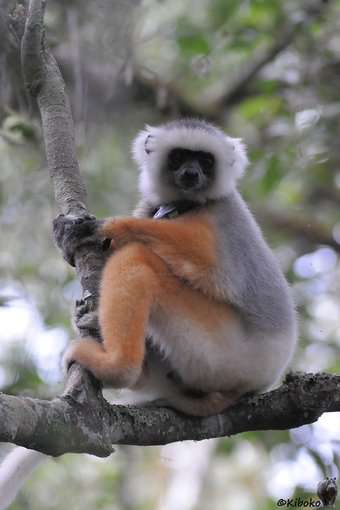 Ein weiß-grau-orangener Lemur sitzt auf einen wagenrechten Ast und schaut in die Kamera