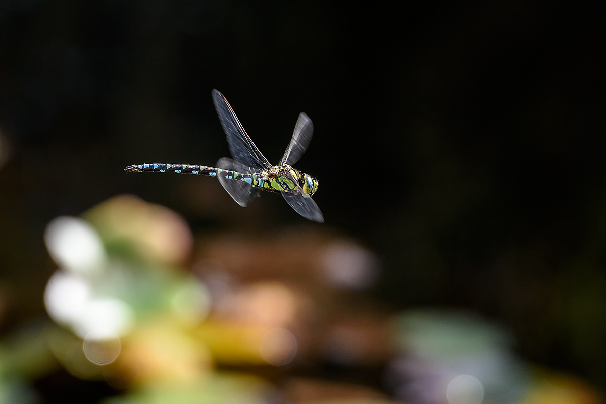 20170905_D810_0295vNF.jpg