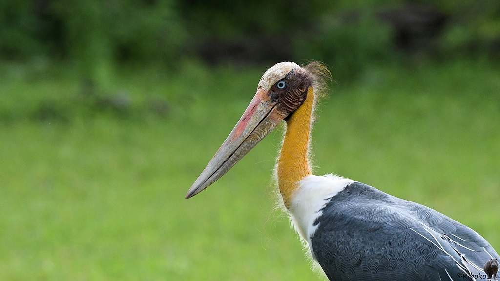 Das Bild zeigt das Porträt eines häßlichen blaugrauen Vogels mit weißer Halskrause und langen gelben Hals. Bis auf ein paar braune Haare am Hinterkopf hat er am Kopf keine Federn. Stirn und der lange Schnabel sind beige. Auf dem Schnabel ist ein länglicher rosafarbener Fleck.