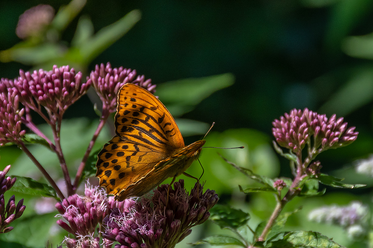 20180719_D500_2149NF.jpg