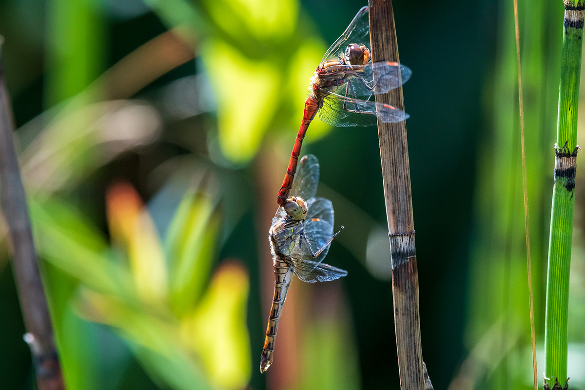 20190903_D500_0076NF.jpg
