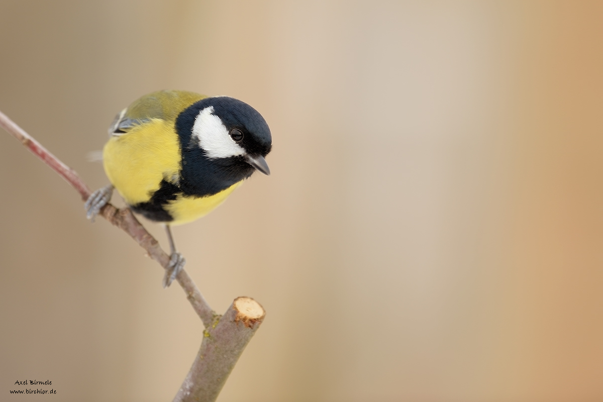 20130127_0007_NX_1200Px.jpg