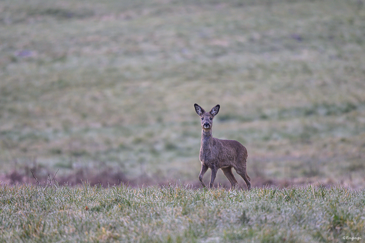 DSC_2080.jpg