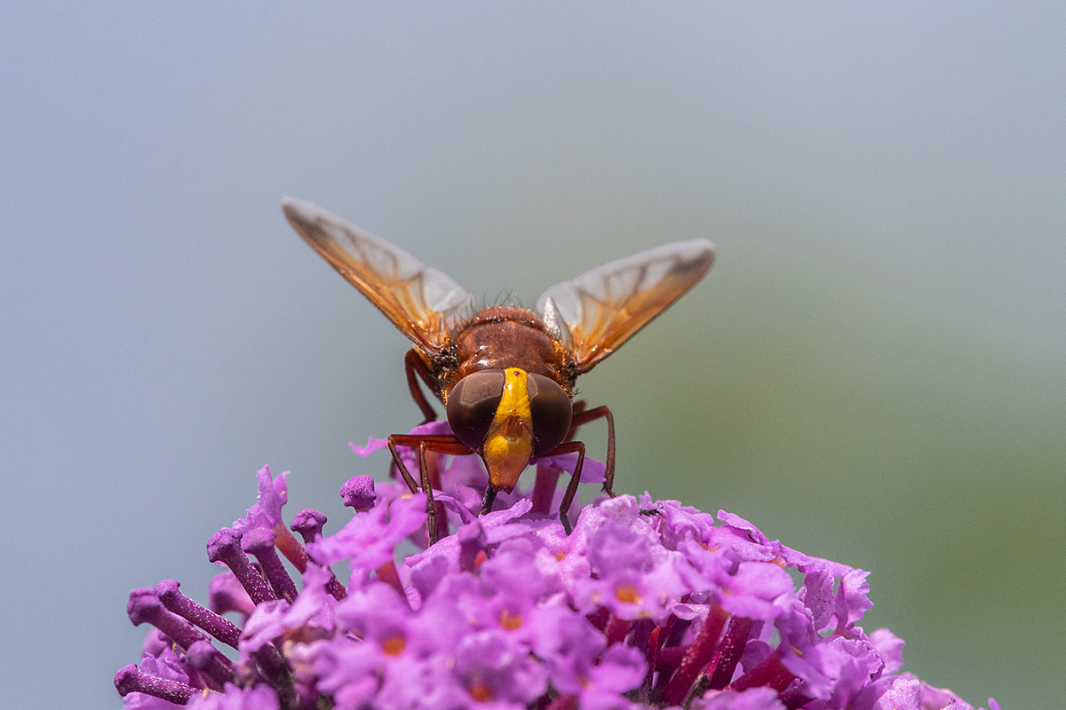 20180708_D500_0561NF.jpg