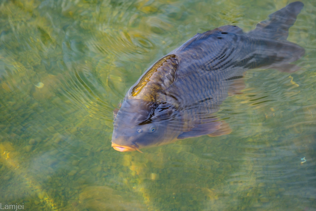 DSCF9008.jpg