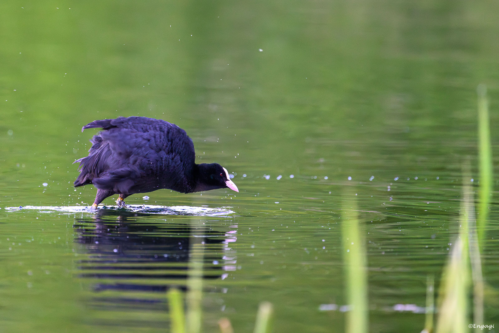DSC_3814.jpg