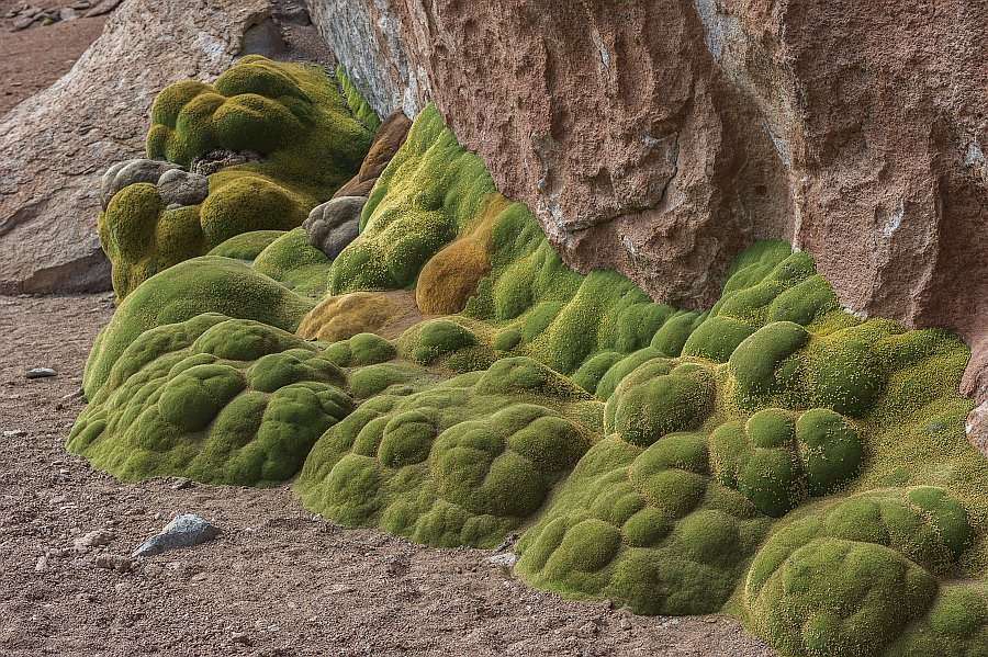 atacama16_043.jpg