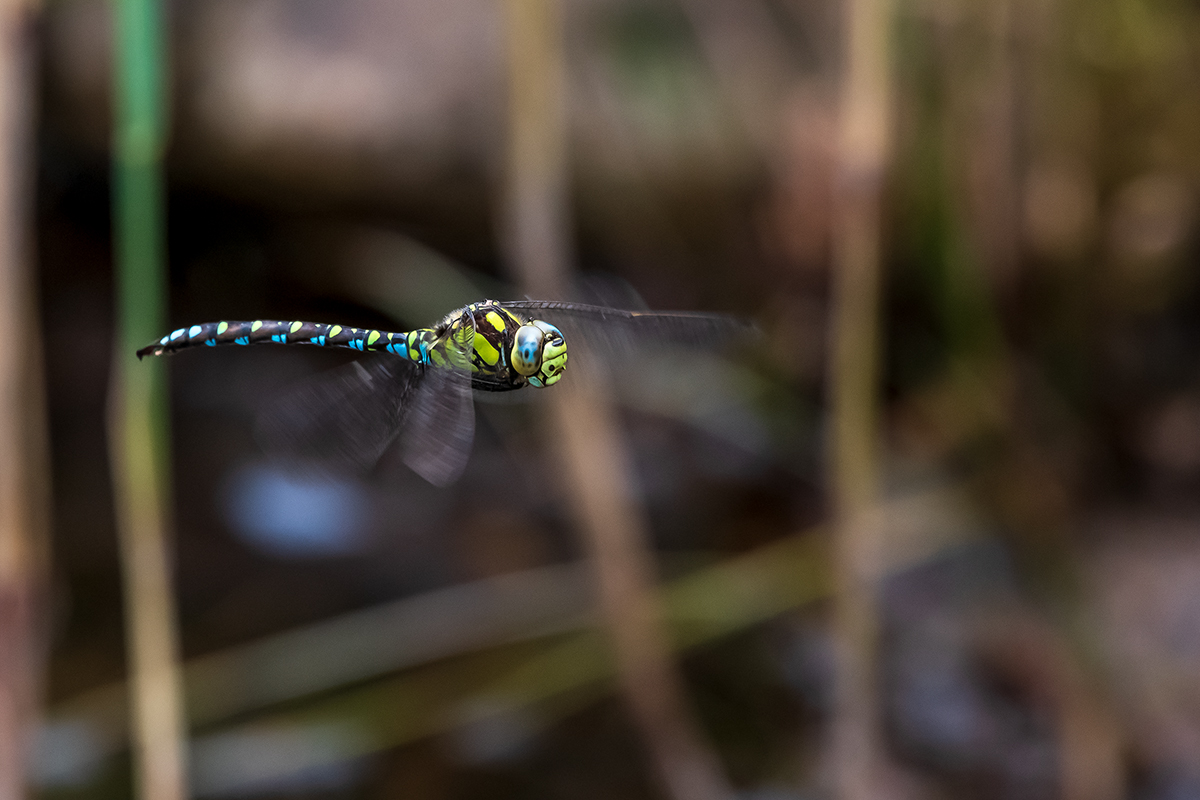 20200921_D500_3066NF.jpg