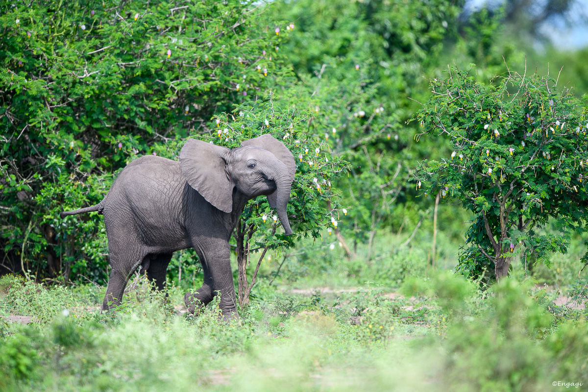 Uganda%201497.jpg