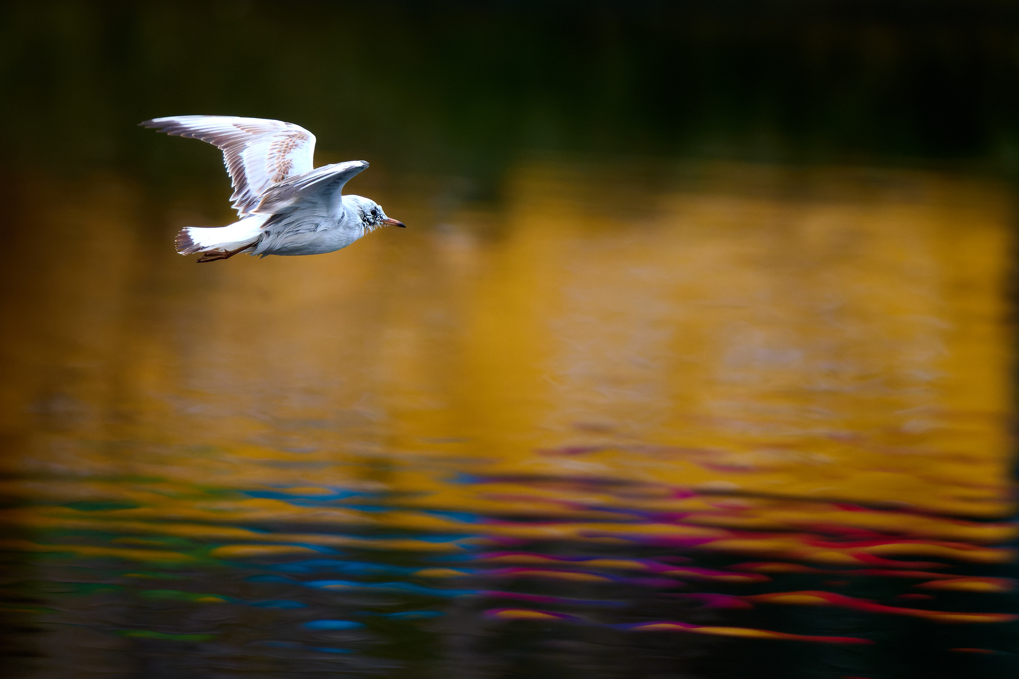 DSC_6406-dng_DxO_DeepPRIME-X4.jpg