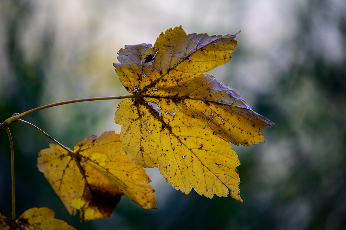 20211031_NZ7_2406NF.jpg