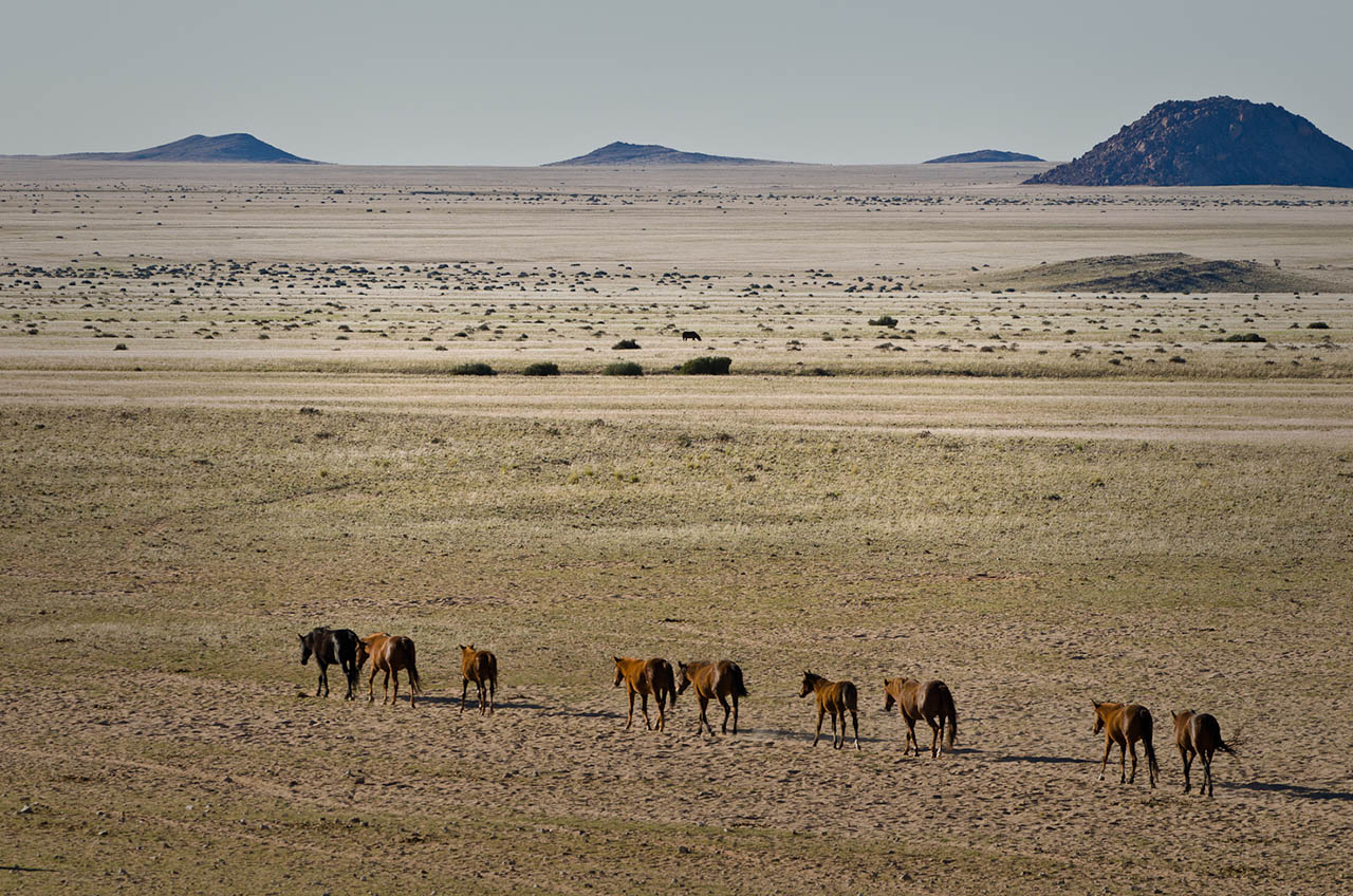 namibia_wildpferde_3.jpg