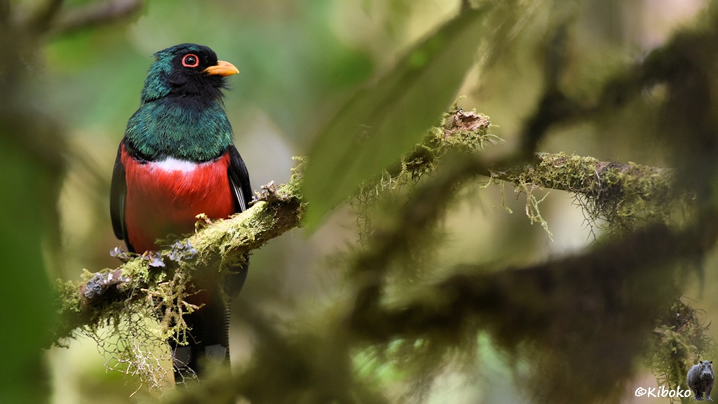 Das Bild zeigt einen Vogel mit blaugrün schimmerndnen Oberkörper, schwarzem Gesicht, rotem Augenring, gelbem Schnabel, rotem Bauch mit weißer Trennlinie zum Oberkörper, schwarzen Schwanz und schwarze Flügel. Der Vogel sitzt auf einem bemosten Ast im linken Bildbereich und schaut nach rechts.