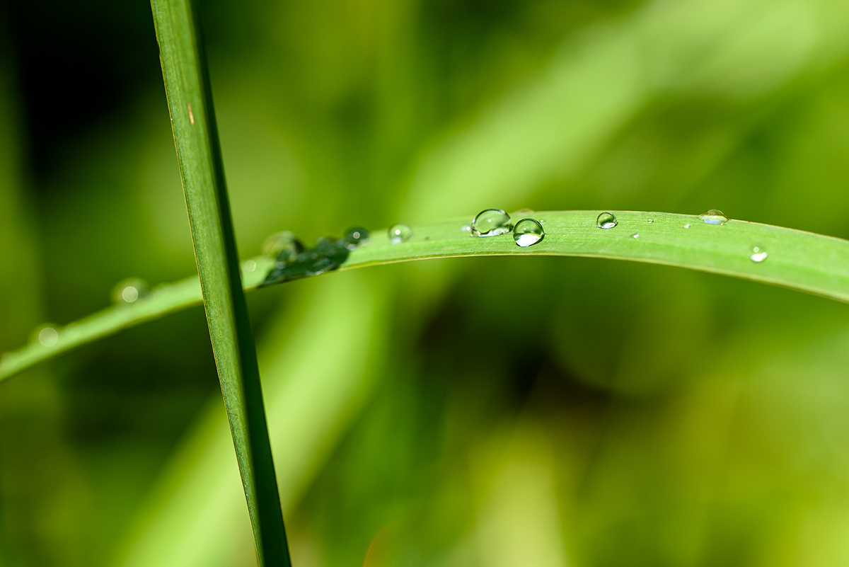 20170807_D810_0903vNF.jpg