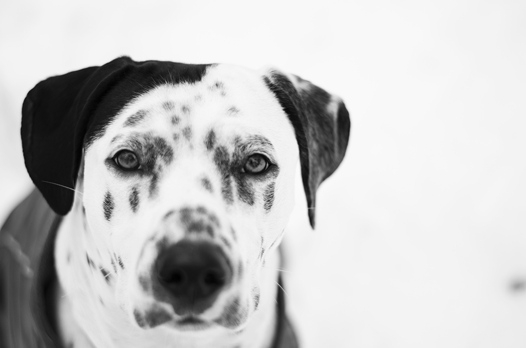 16472654655_04f1875b5d_b.jpg
