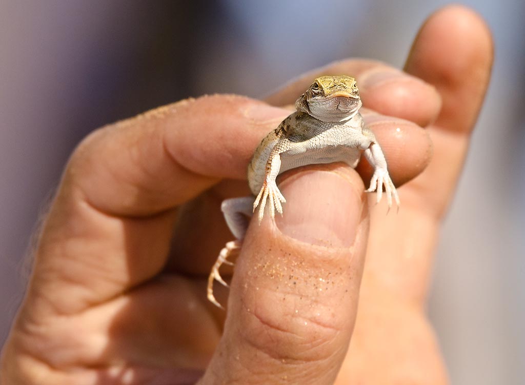 namibia_shovel_snouted_lizard.jpg
