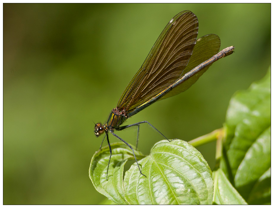 Libelle%20braunmetallic.jpg