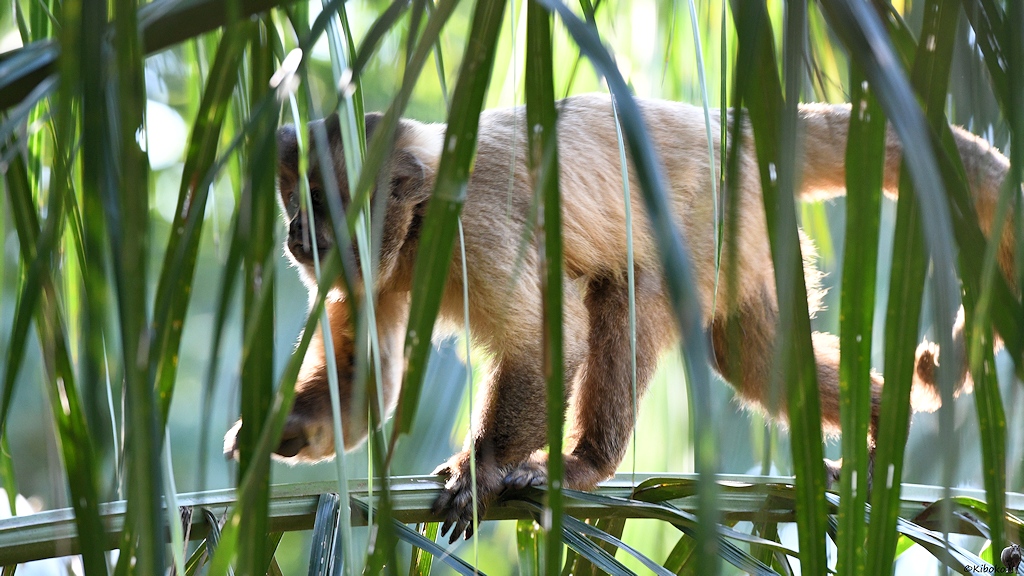 Kleiner brauner Affe läuft auf einen waagerechten Ast hinter Palmenblättern