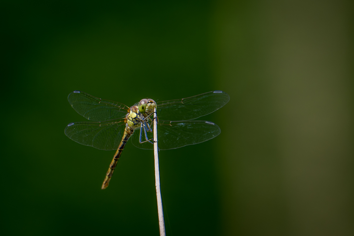 20260816_NZ9_0518_DPXNF.jpg