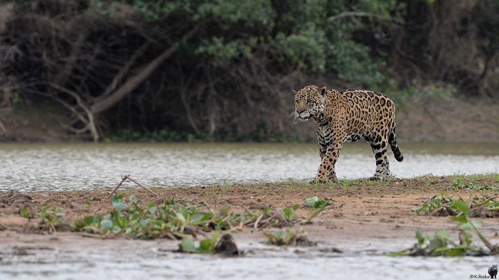 Sabbernder Jaguar schleicht über die Sandbank