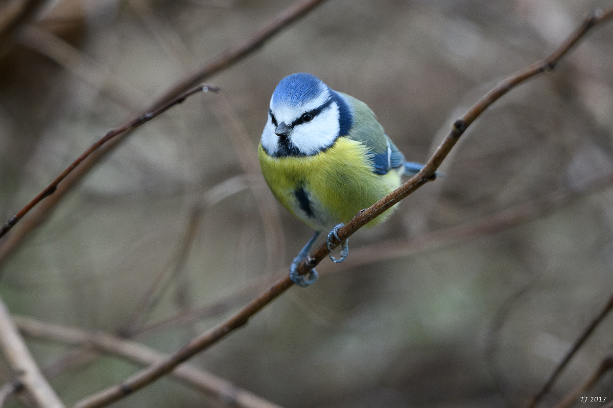 DSC_3045.jpg