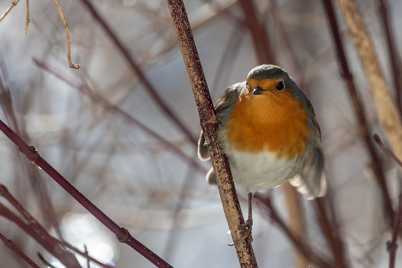 20190116_ND5_1267NF.jpg