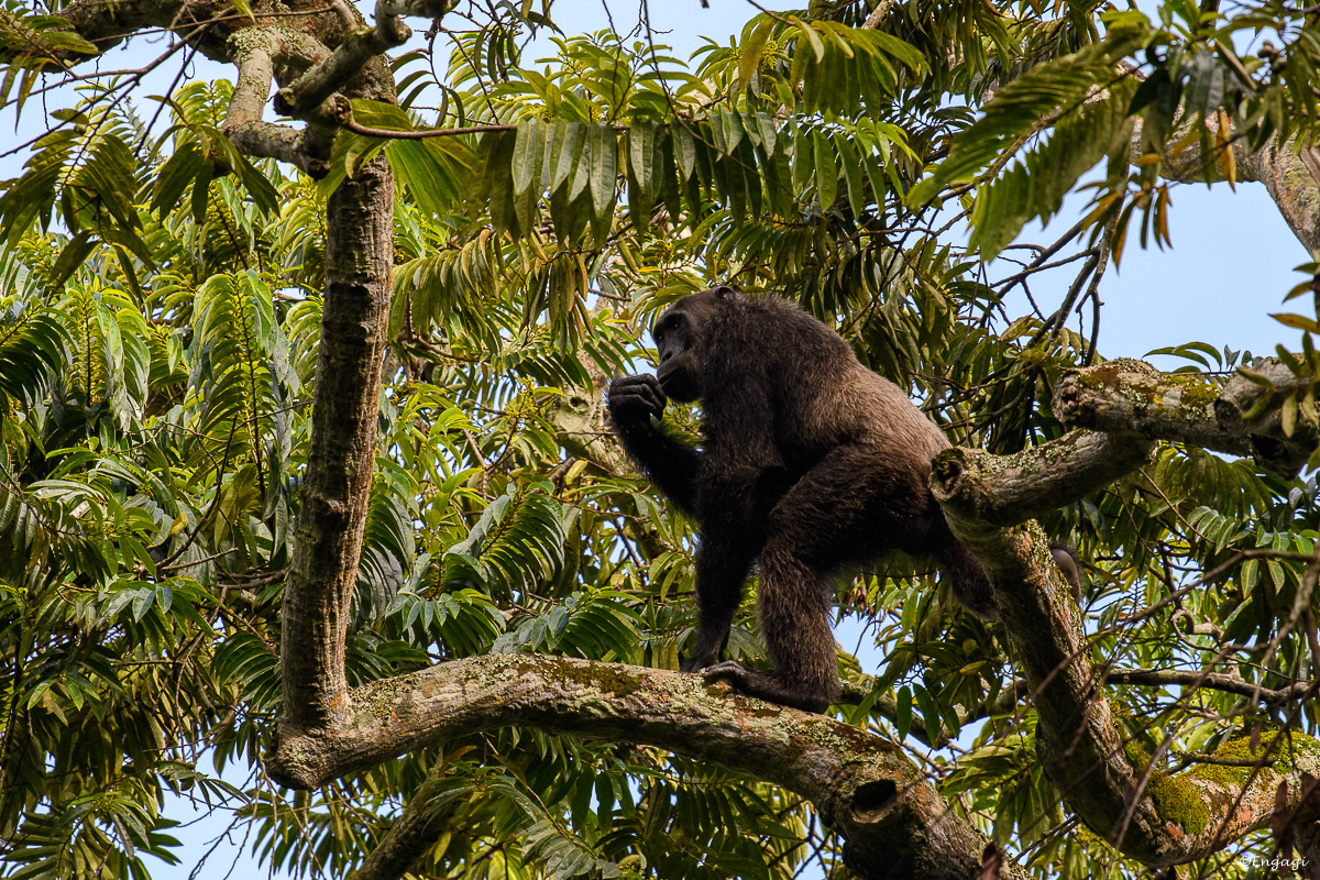 Uganda%201238.jpg