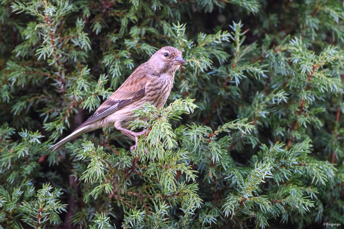 DSC_1400.jpg