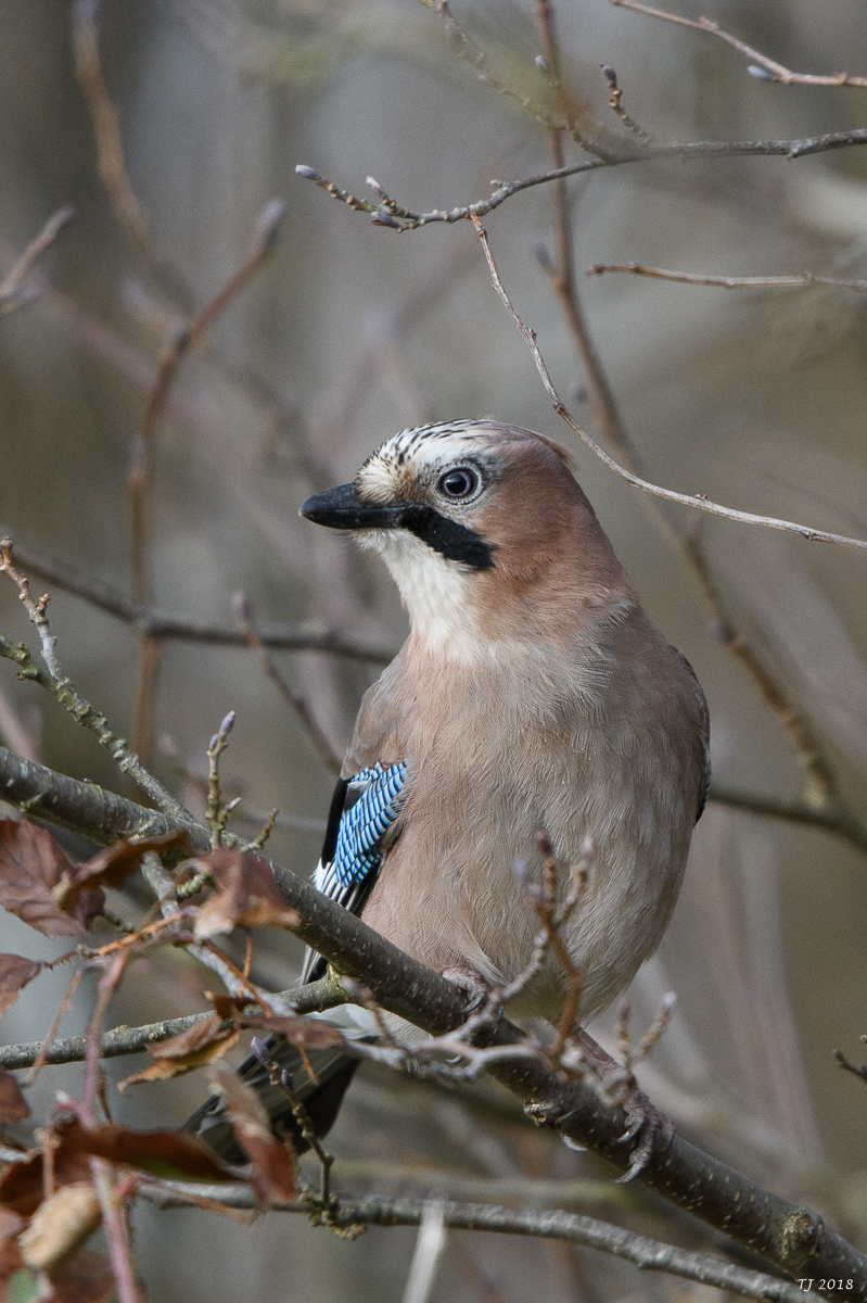 DSC_3906.jpg