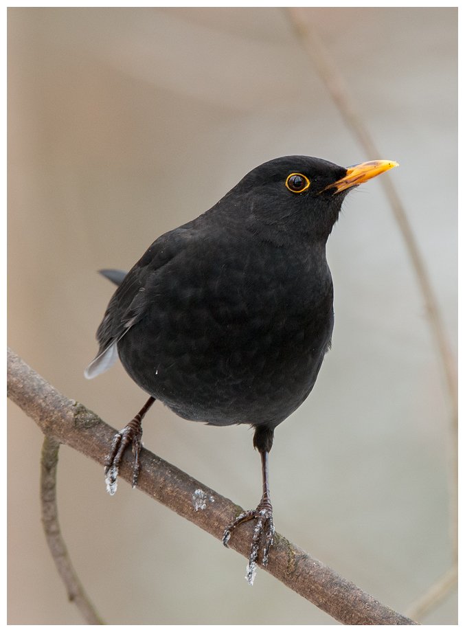 Amsel007.jpg