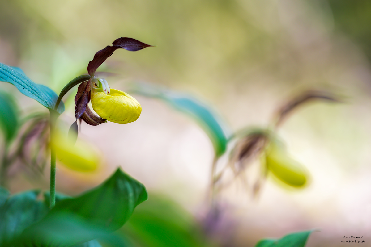 20200530_0062_PS_LAB_1200Px.jpg