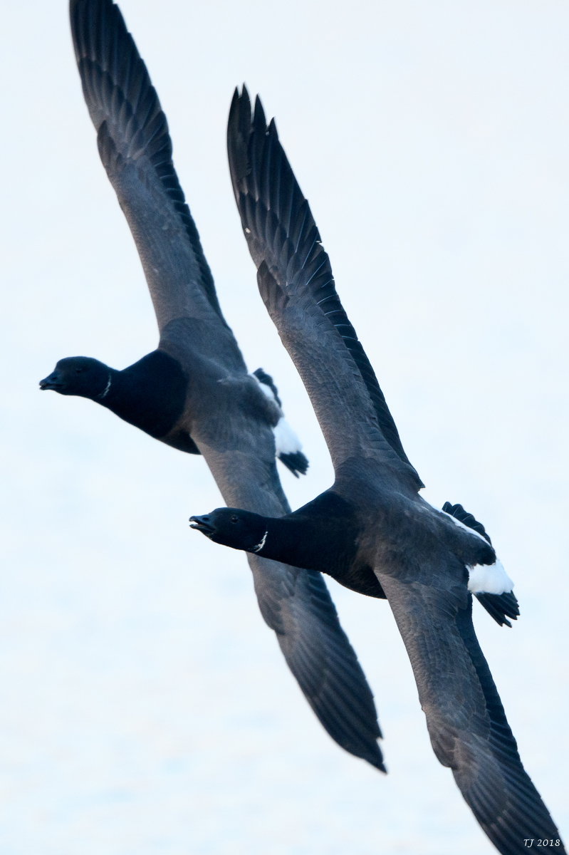 DSC_4108.jpg