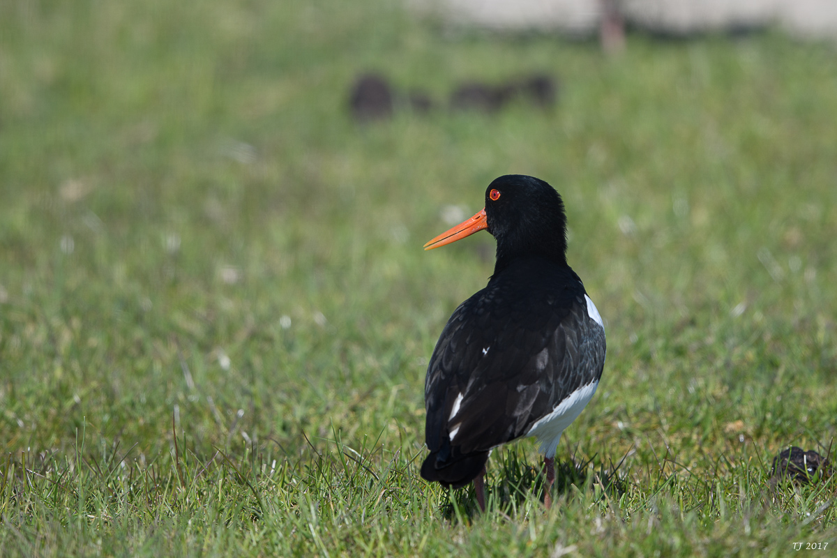 DSC_1138.jpg