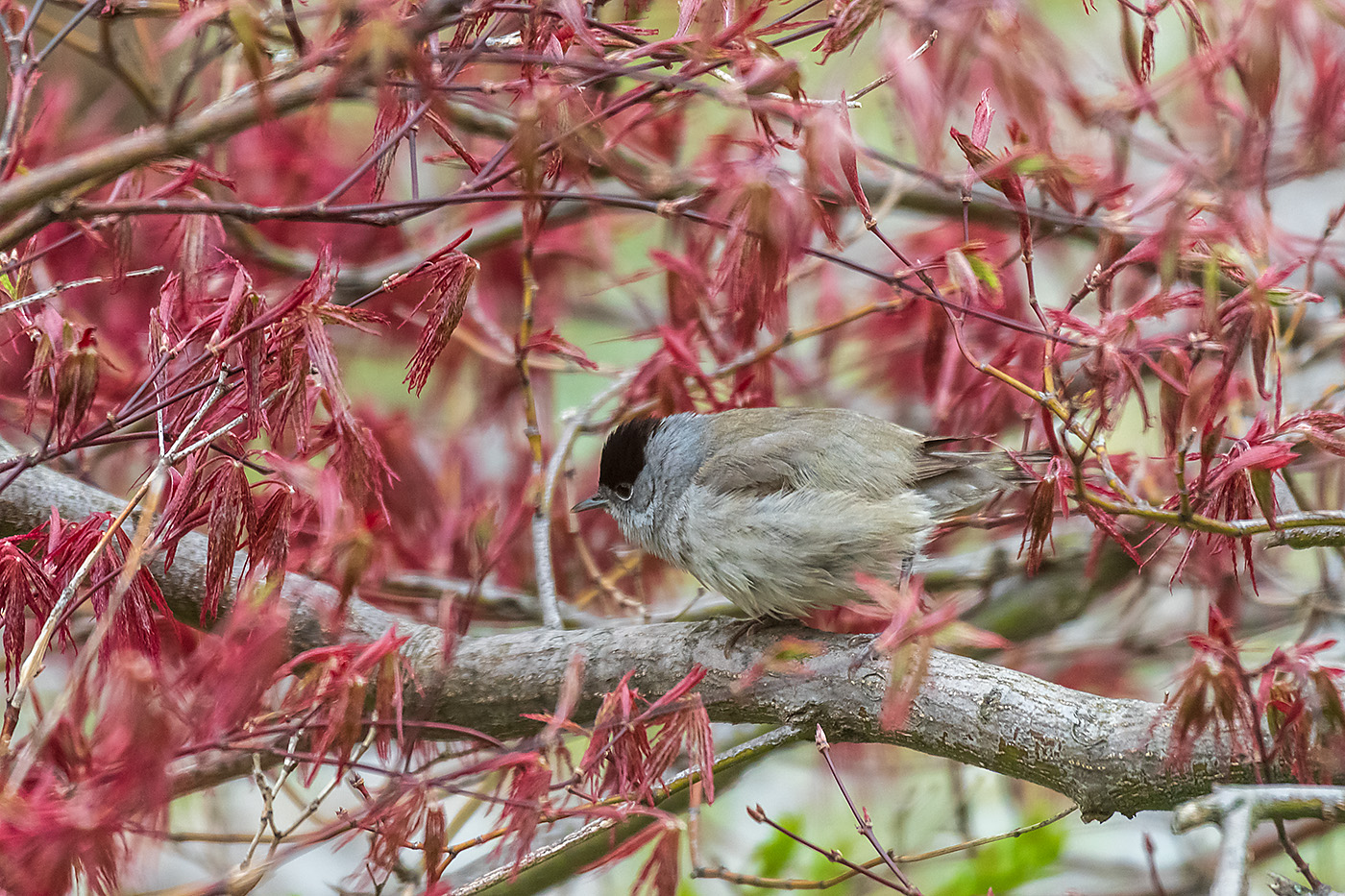 20190413_D850_0742NF.jpg