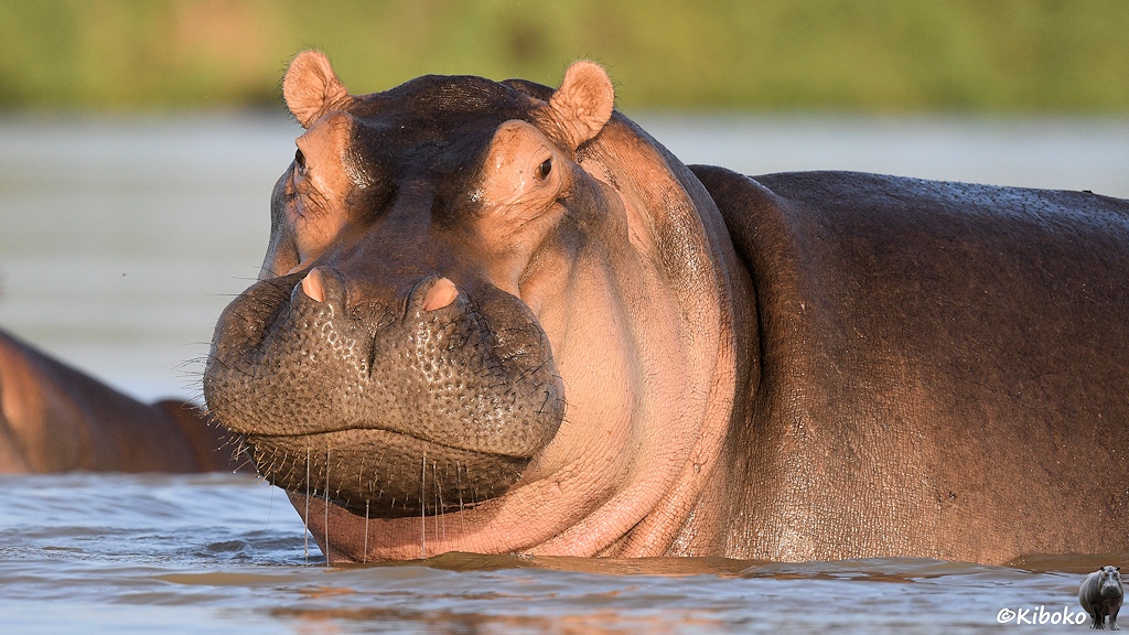 Das Bild zeigt das Porträt eines Nilpfers, das bis zum Bauch im Wasser steht. Das Wasser läuft noch aus dem Maul.