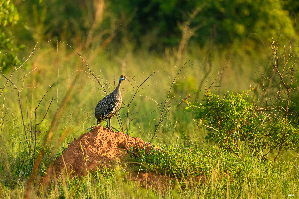 Uganda%202168.jpg