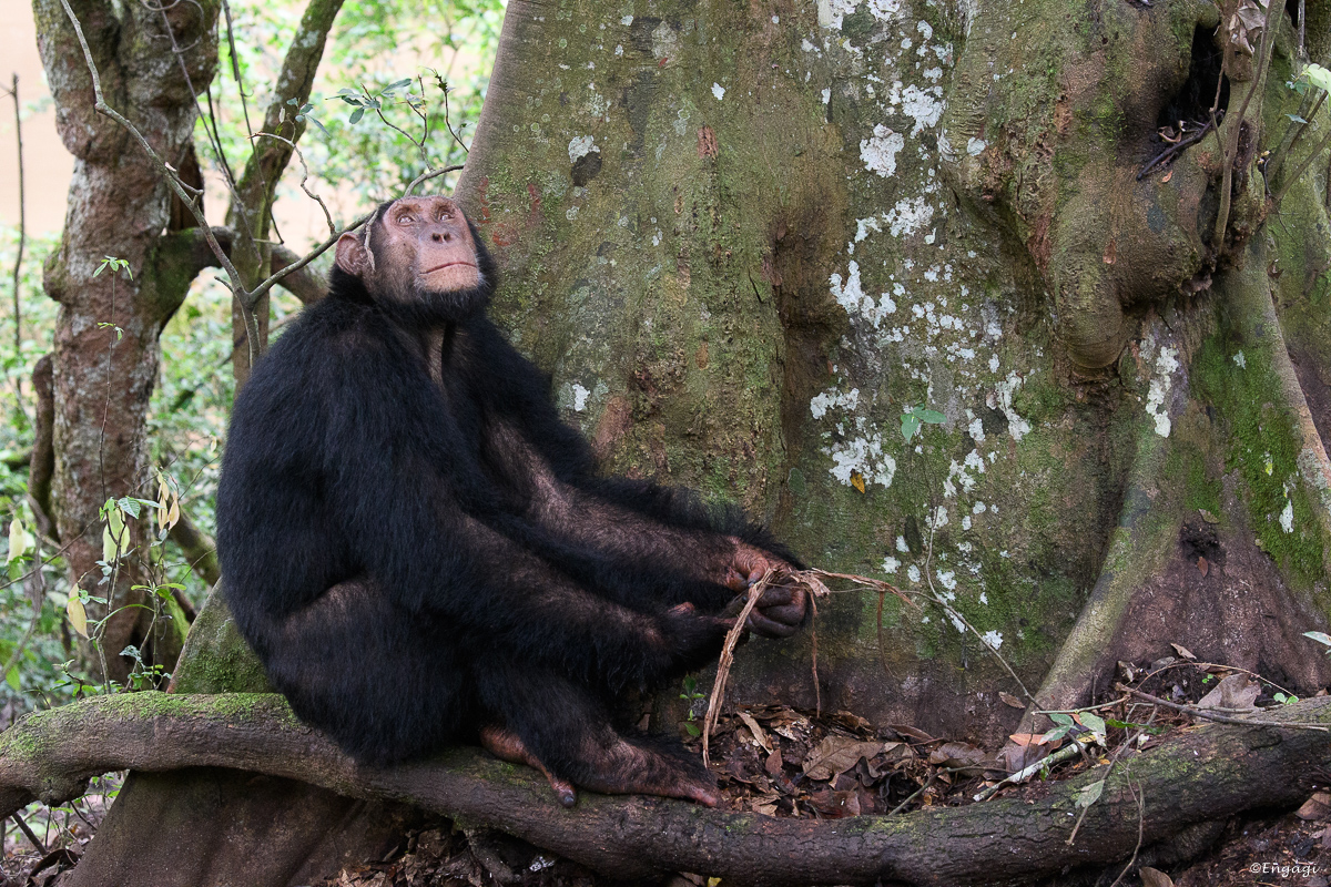 Uganda%201312.jpg