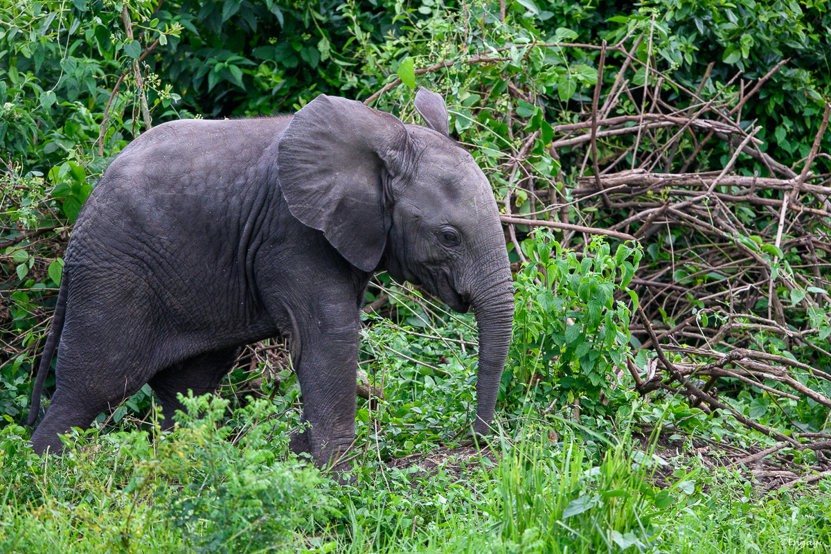 Uganda%201191.jpg