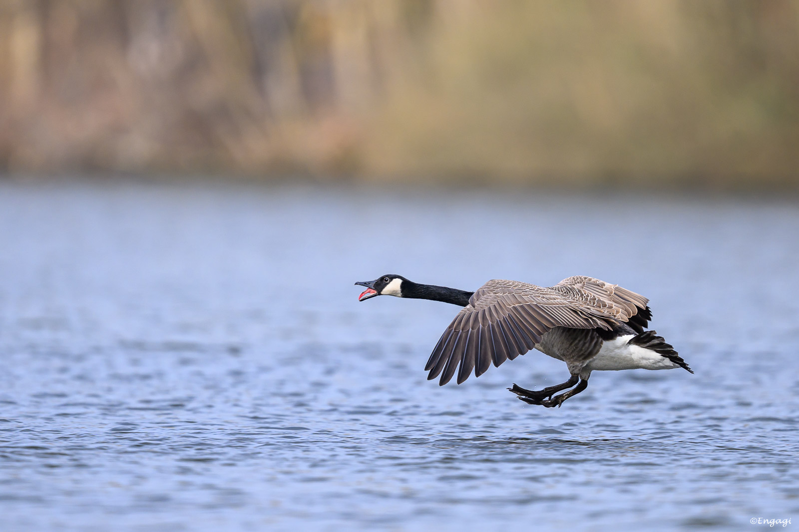DSC_6293.jpg