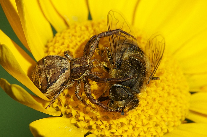 DSC_3591a.jpg
