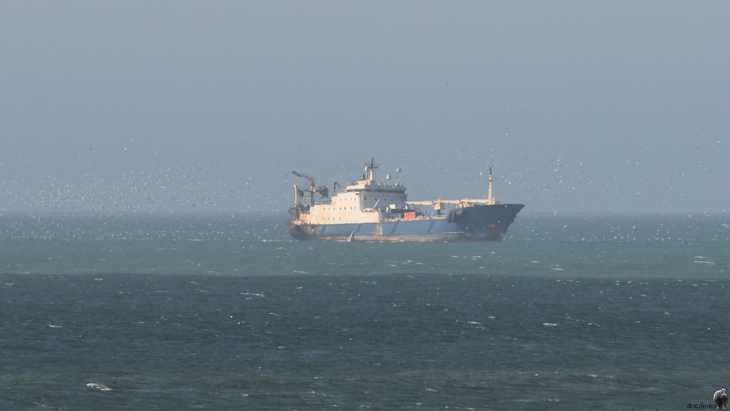 Das Bild zeigt einen größeren Fischgrawler mit blauen Bug und einen weißen Aufbau aus fünf Decks. Große Kräne sind an Bug und Heck. Um das Schiff fliegen hunderte weiße Seevögel.