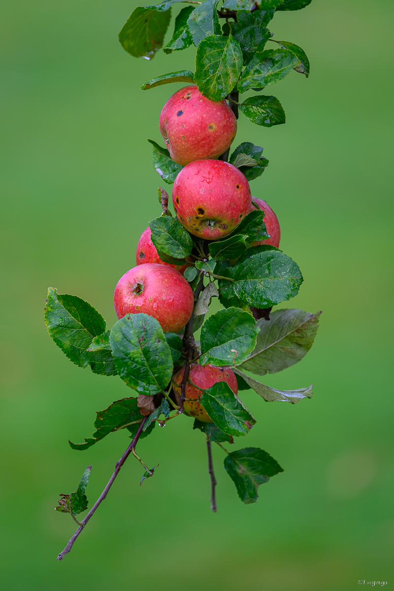 DSC_3241.jpg