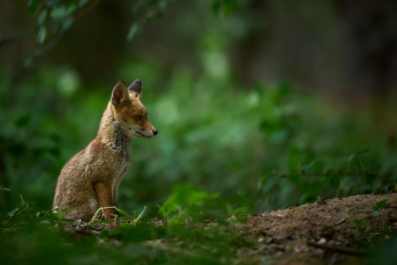 DSC_9916-X2.jpg